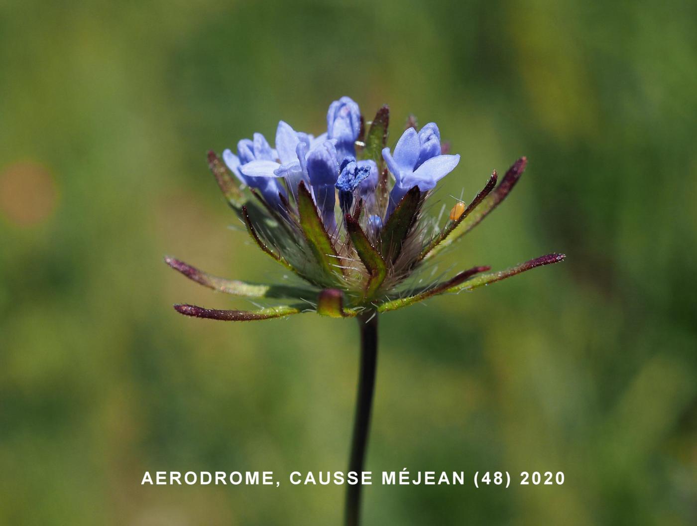 Woodruff, Blue flower